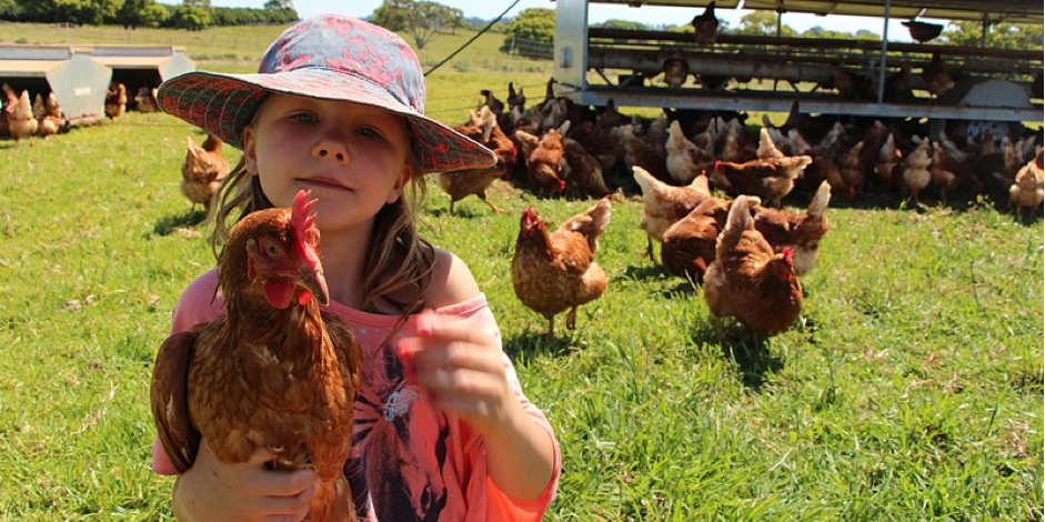 Farm Kids Chickens Workshop