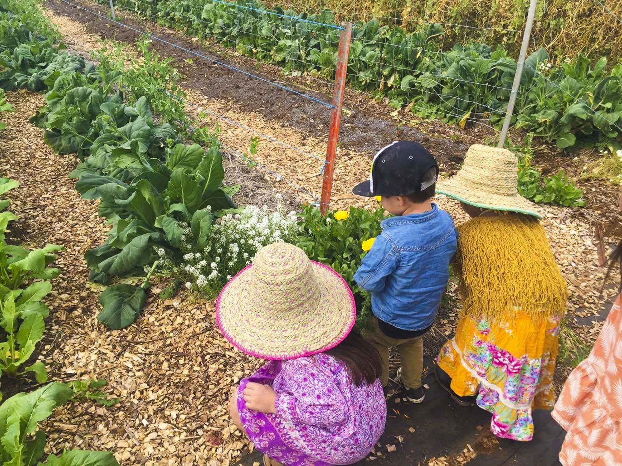 Children exploring the veggie garden during a Farm Kids workshop at The Farm Byron Bay.